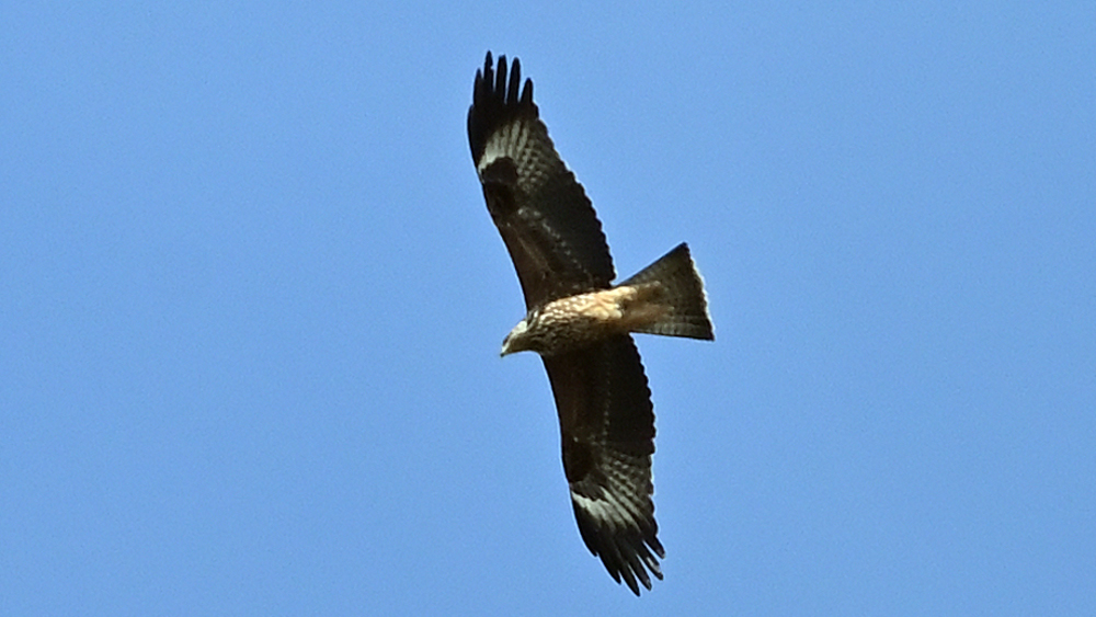 GFU man Mimig 1k 3052