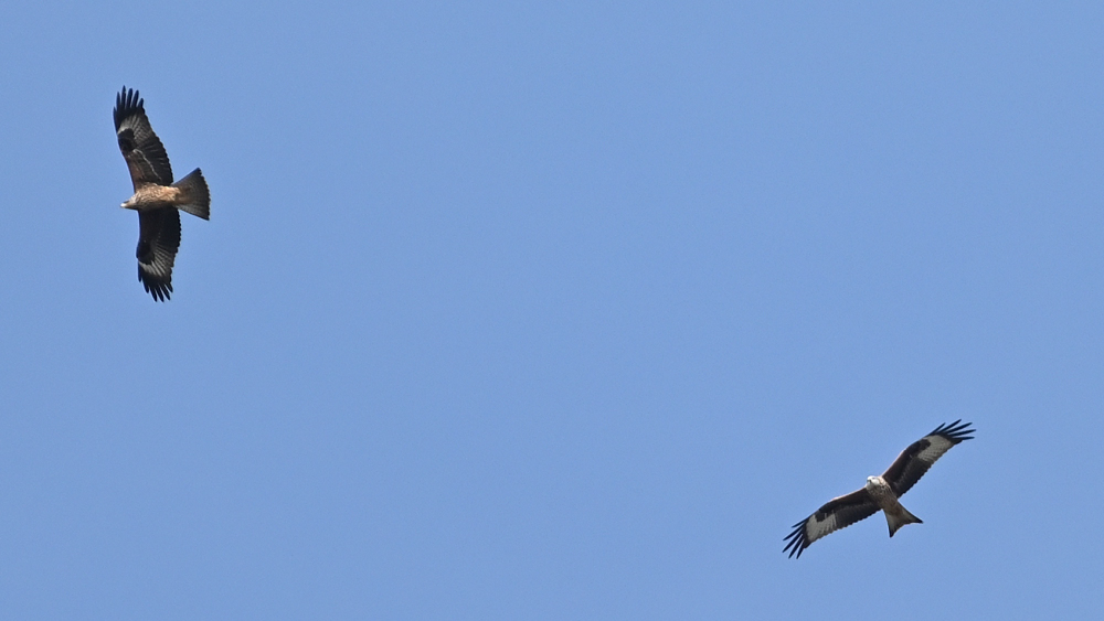 GFU man Mimig 1k 3053