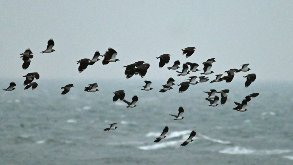 GFU nov 28 Viber 3292