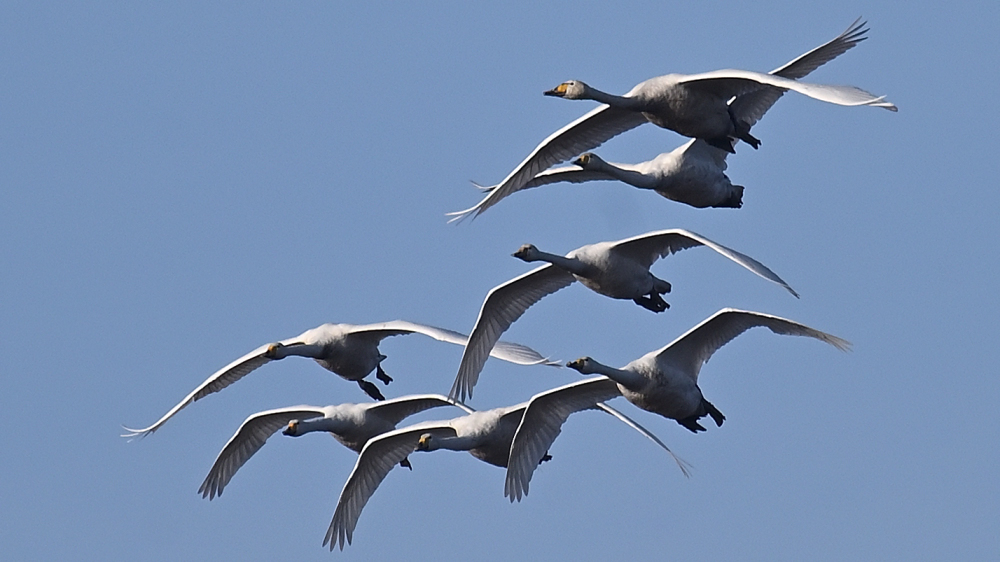 GFU nov Sangsvaner 3296