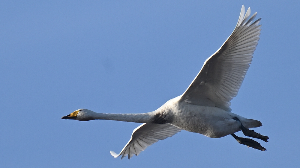 GFU nov Sangsvaner 3297