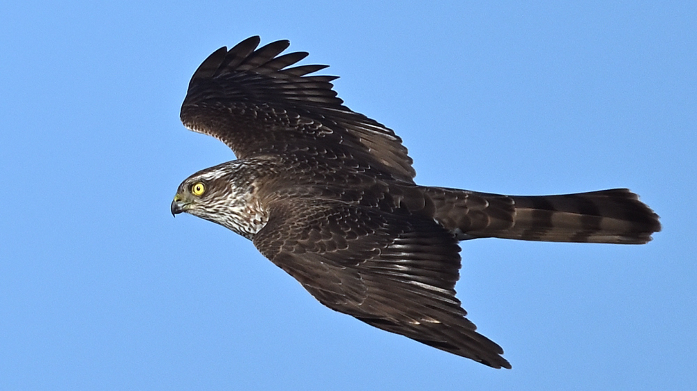 GFU nov fr An 1k 3237