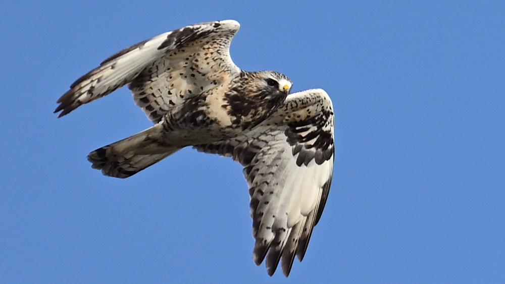 GFU nov fr Bl ad m 3239