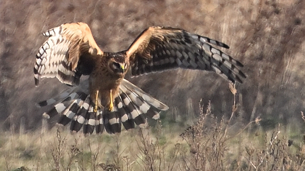 GFU nov fr Bl ad m 3240