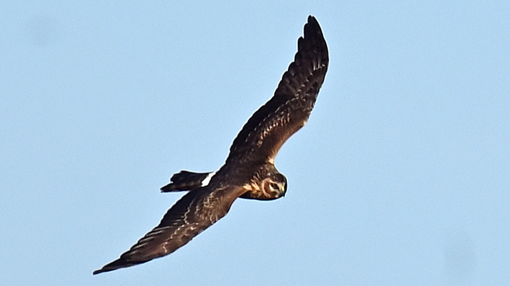 GFU nov fr Cc 1k f 3235