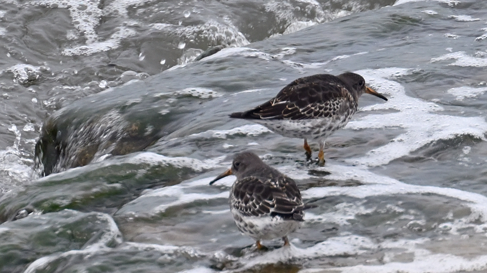 GFU nov fre sortgrå 3263