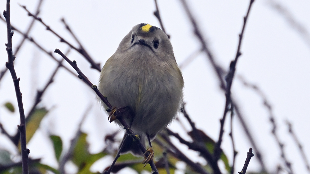 GFU nov lø fuglekonge 3242