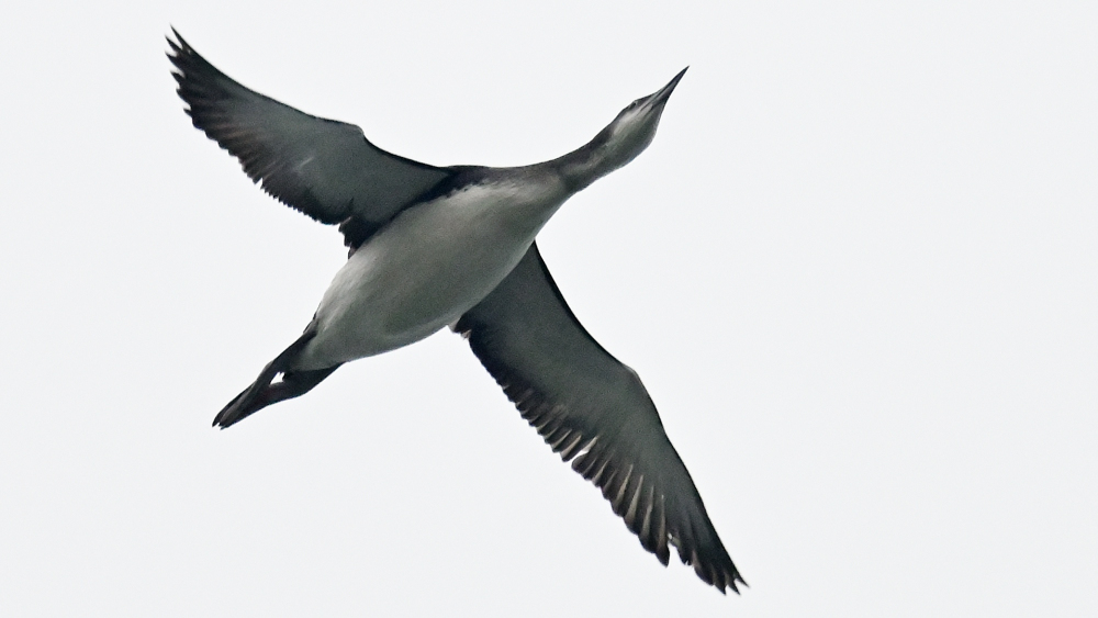 GFU nov lø sortstrubet l 3241