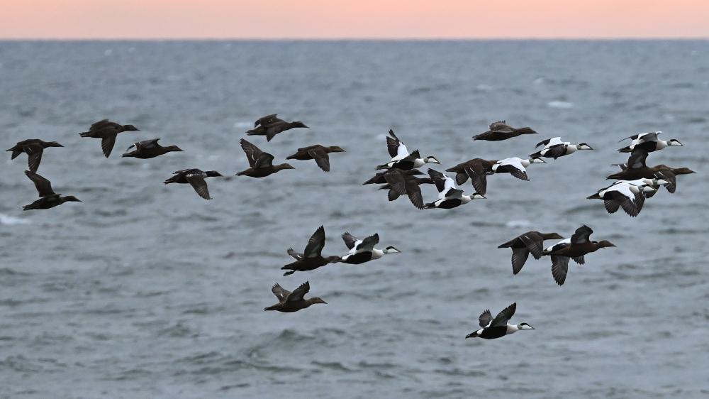 GFU nov on Ederfugl 3232