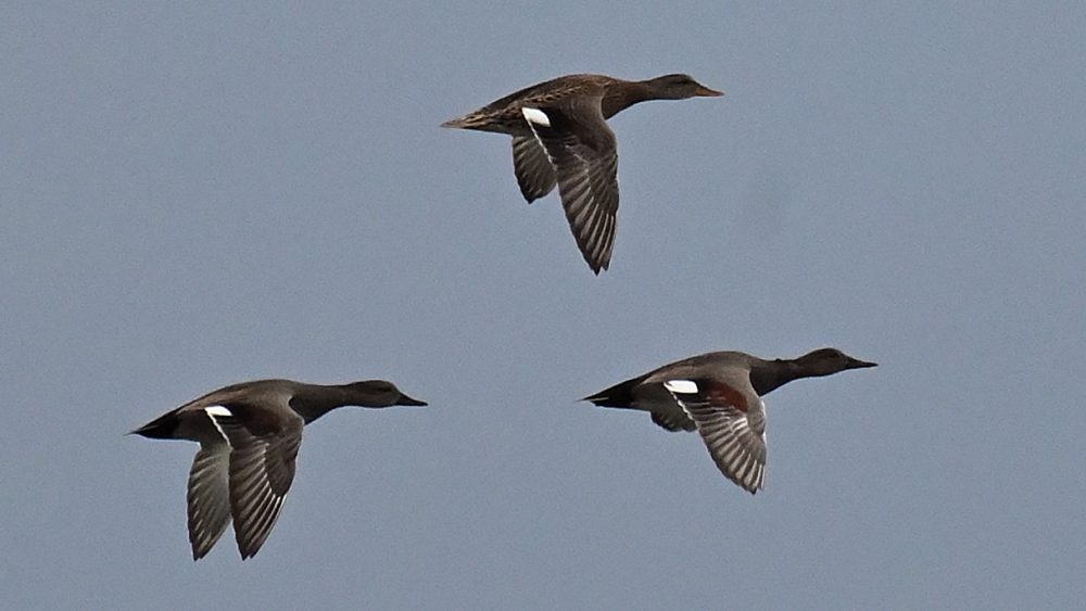 GFU nov ons Knar 3274