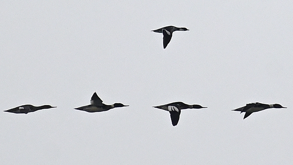 GFU nov ons Lille Skalle 3273