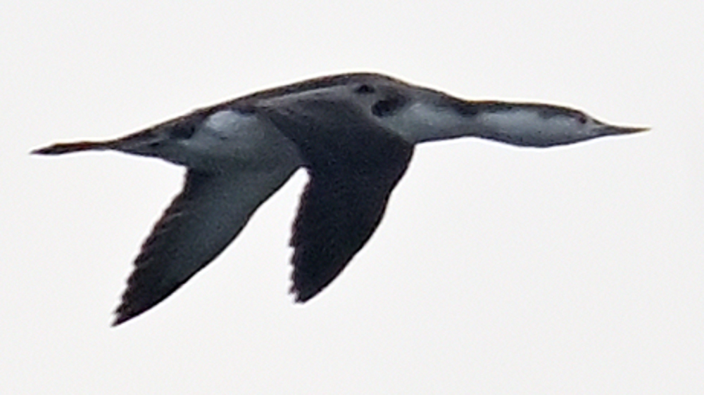 GFU nov ons Rødstrubet Lom 3261