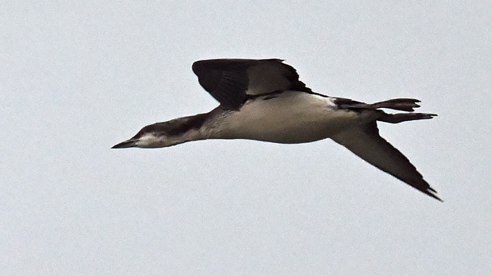 GFU nov ons Sortstrubet Lom 3259