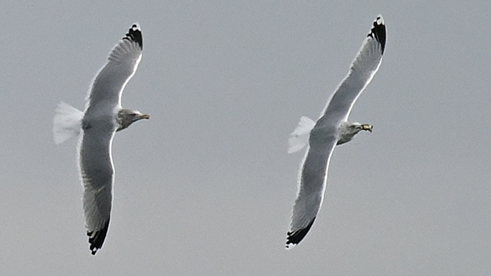 GFU nov ons måger 3271