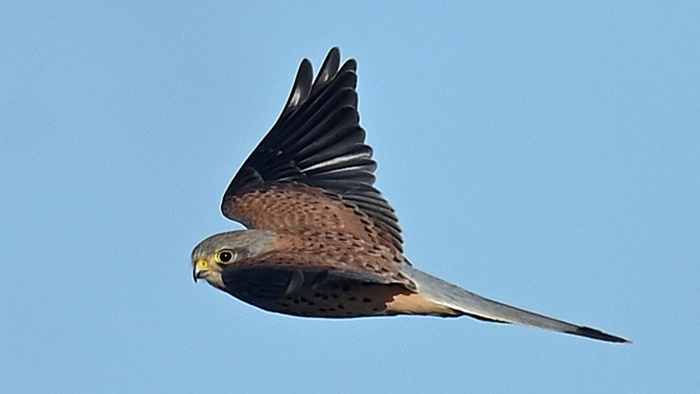 GFU nov søn Ft 3269