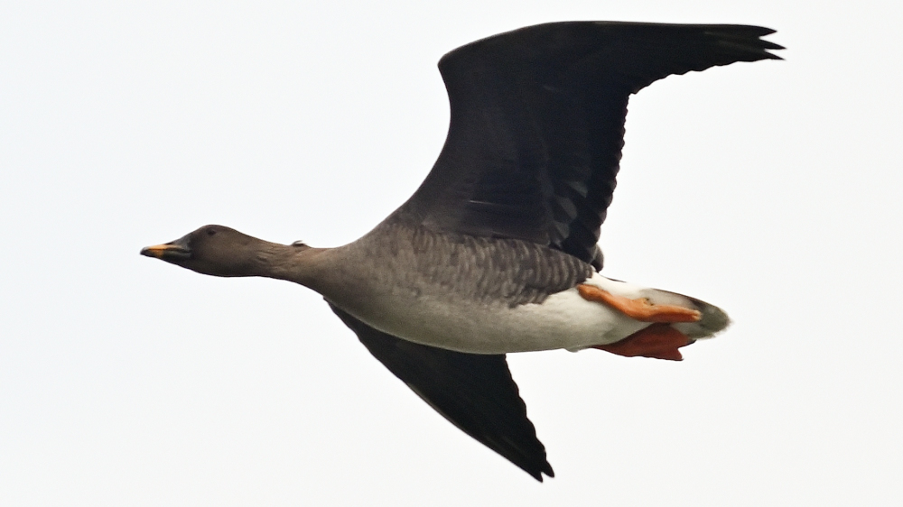 GFU nov ti Tundragås 3228