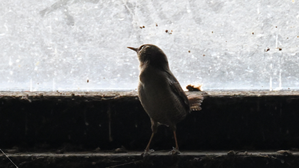 GFU nov tor Wren 3275