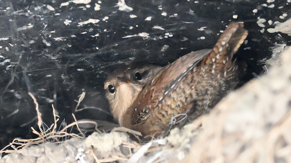 GFU nov tor Wren 3279