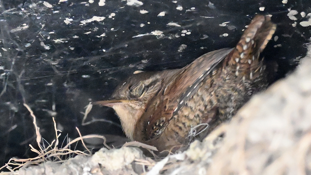 GFU nov tor Wren 3280