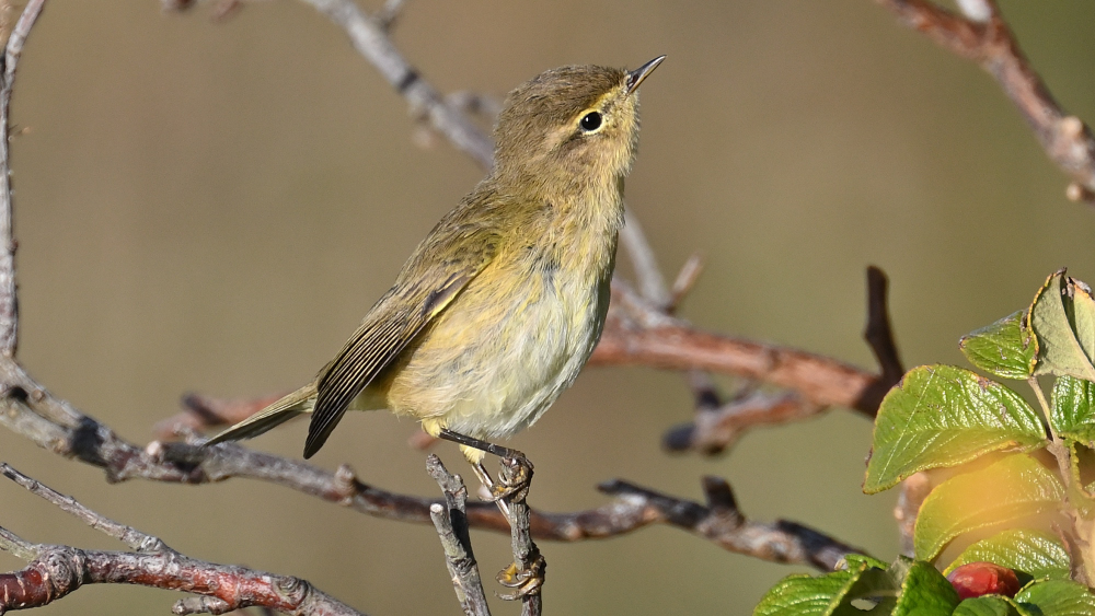 GFU_okt_04_4126.JPG
