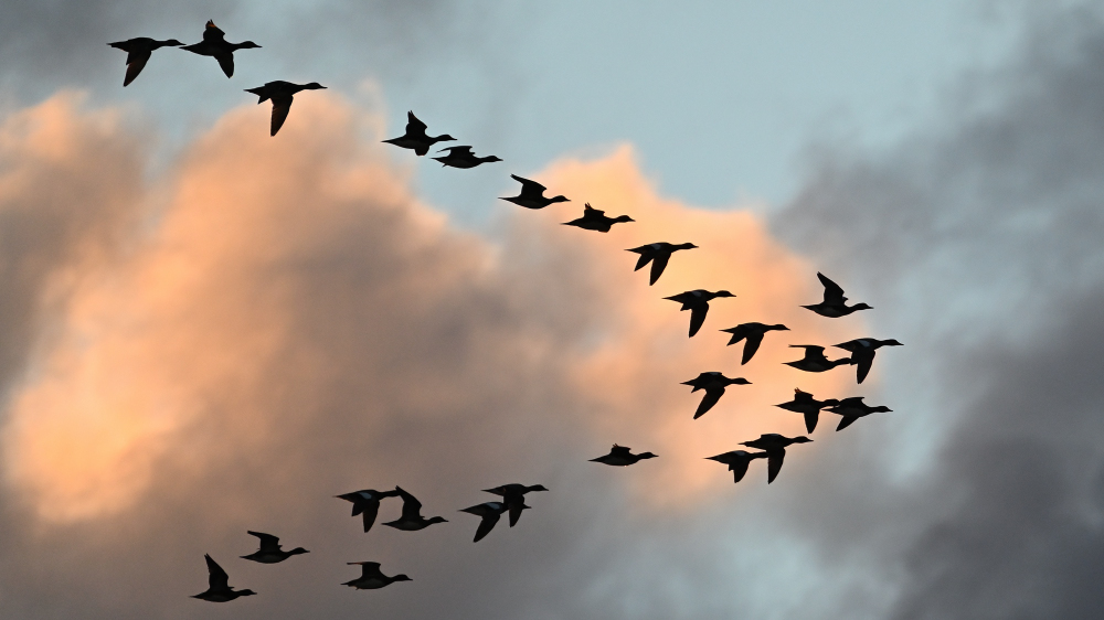 GFU ons pibespids 3065