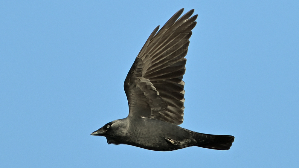GFU søn allike 3042