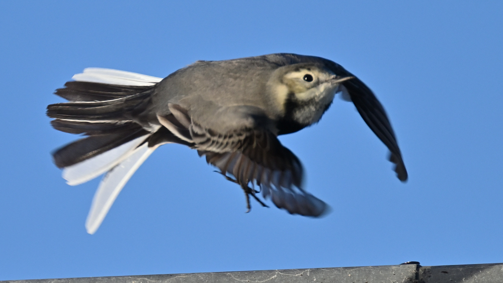 GFU tir Rødstjert 3060