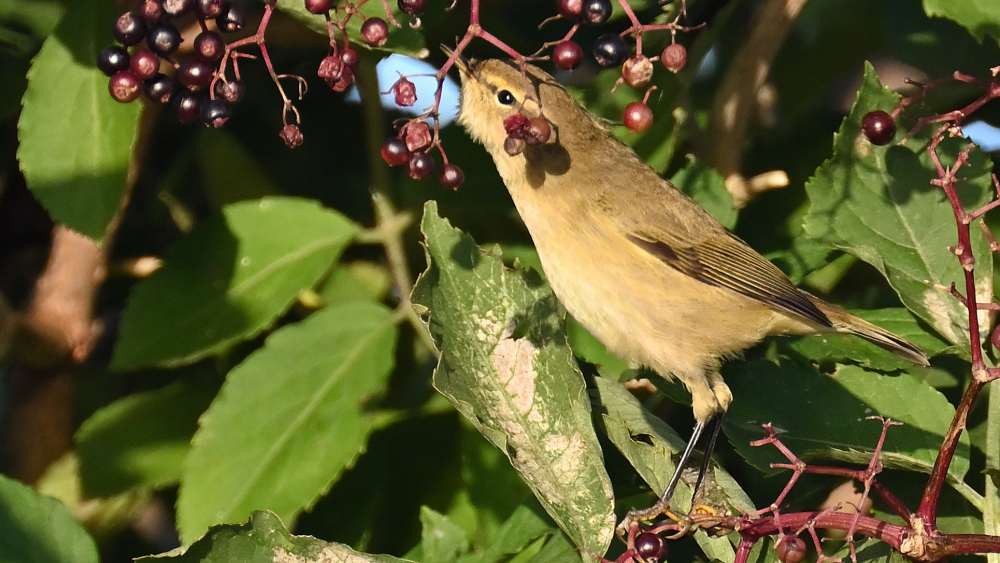 GFU tir Rødstjert 3062