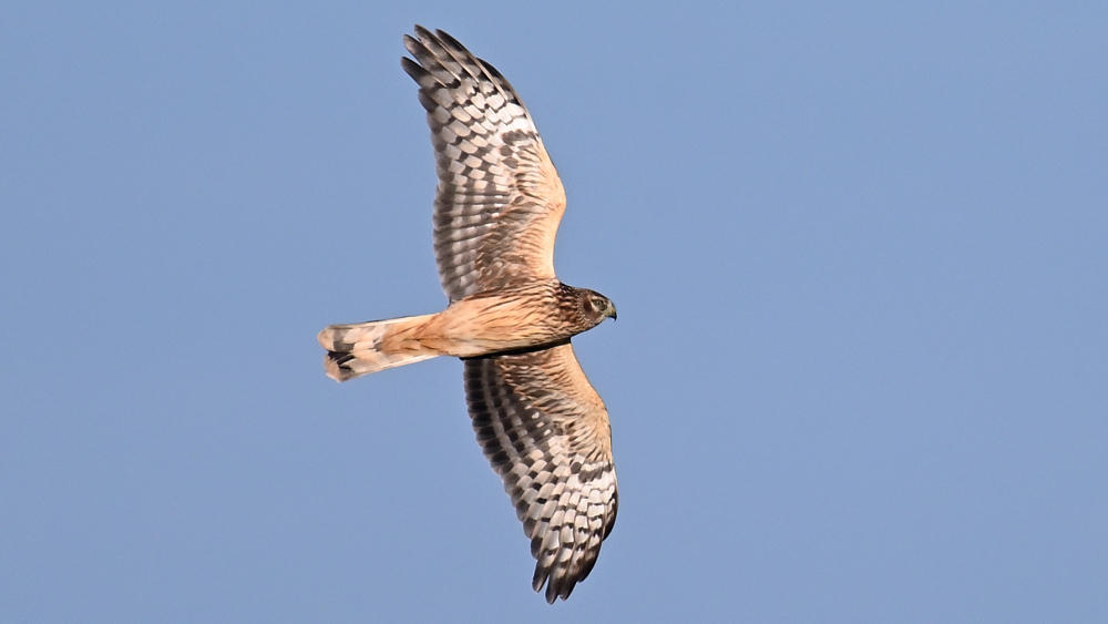 GFU tir cicy 1k han 3093