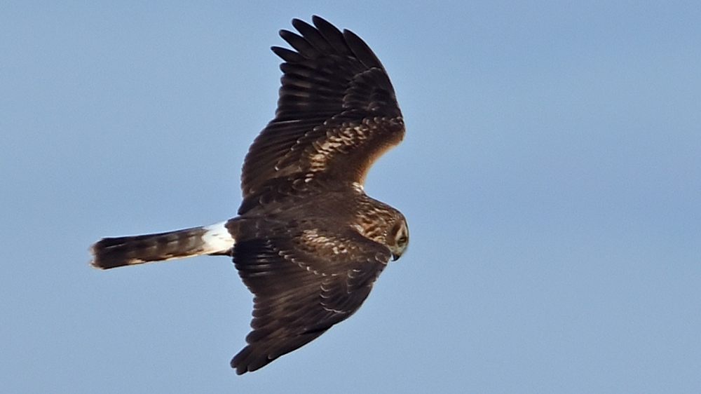 GFU tir cicy 1k han 3094