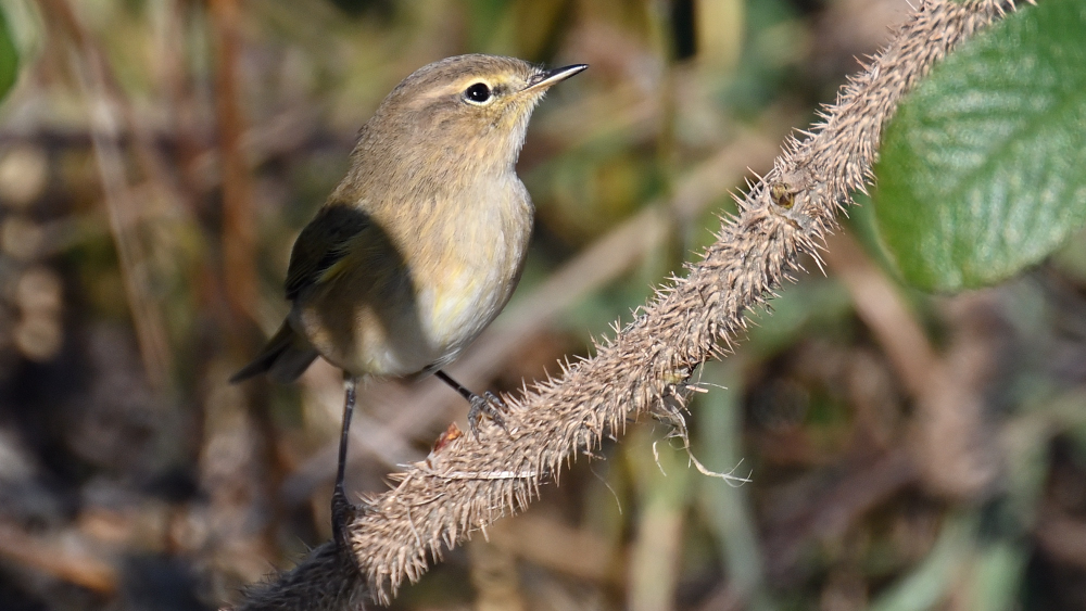 GFU tors Chiffchaff 3104