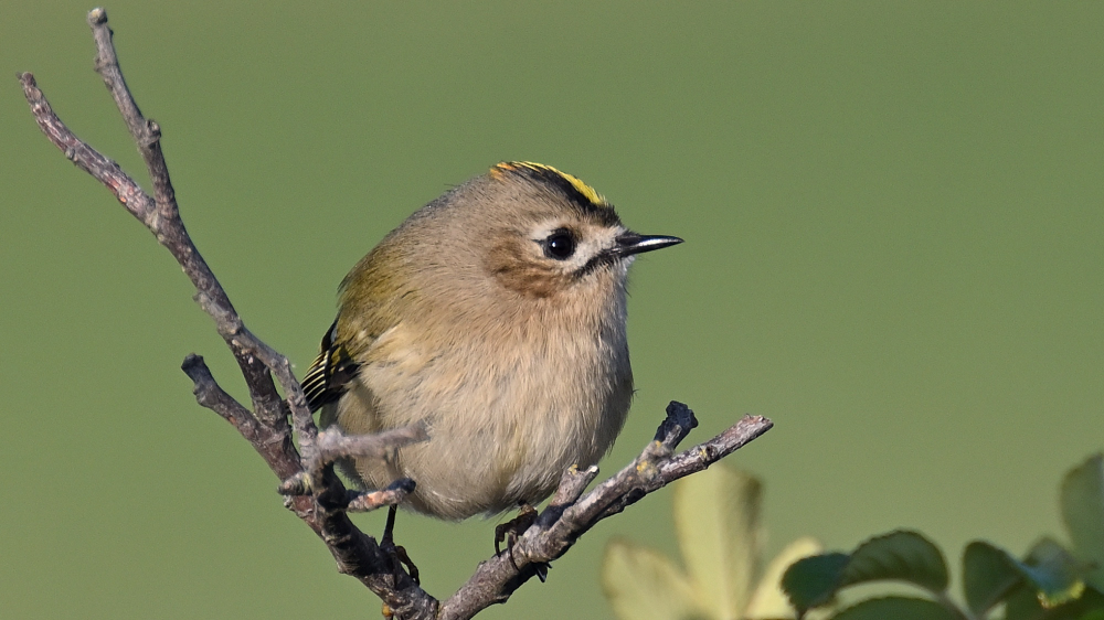 GFU tors Goldcrest 3099