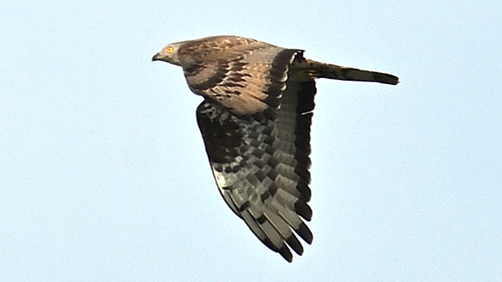 GFUsep_01_3933.JPG