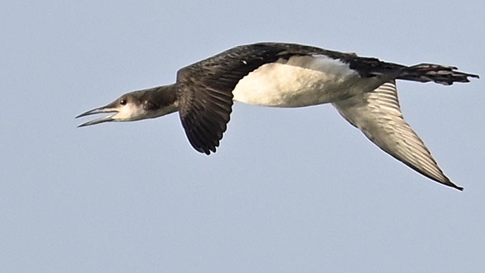 GFUsep_02_3939.JPG