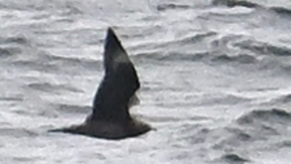 GFUsep_03_3947.JPG