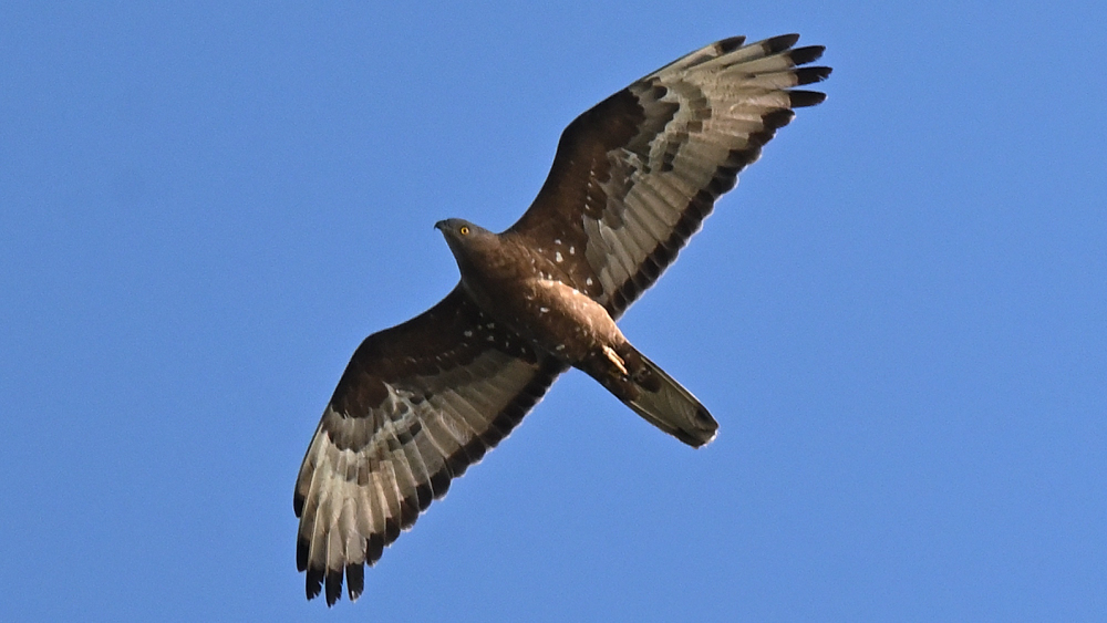 GFUsep_06_3948.JPG