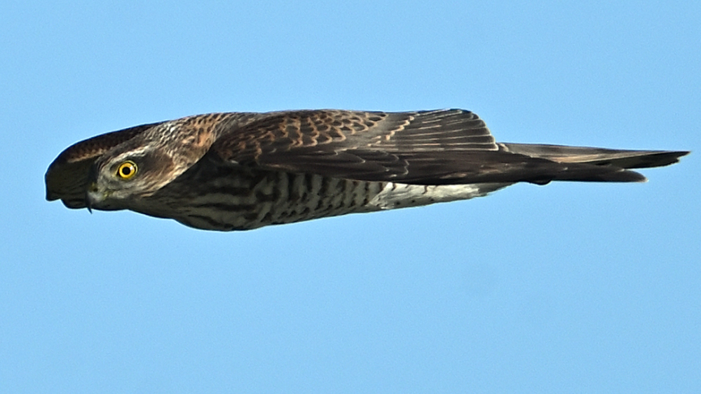GFUsep_06_3950.JPG