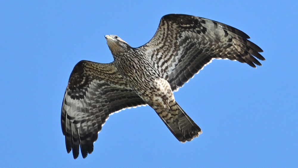 GFUsep_06_3952.JPG