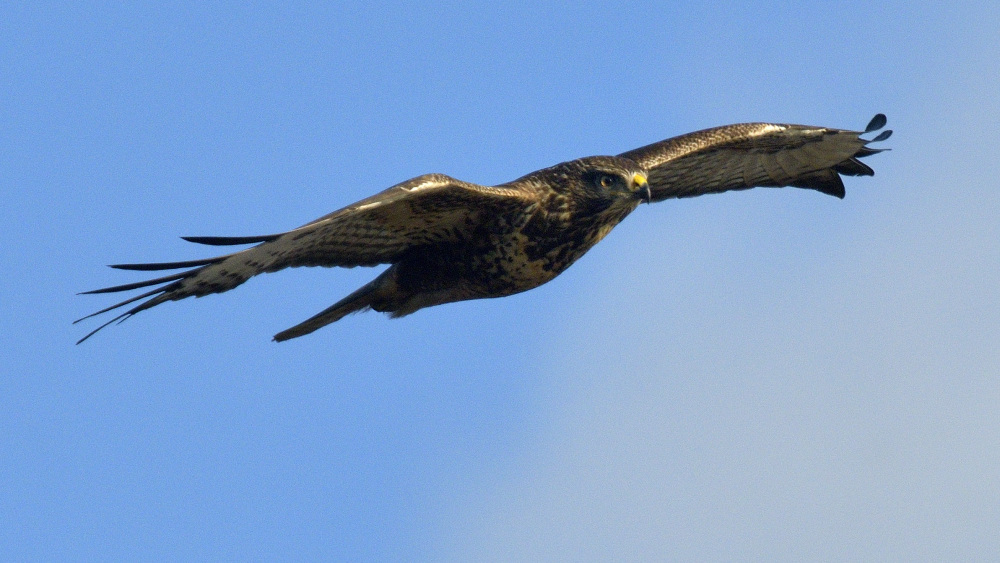 Gedser 05112021 Buteo a 00001