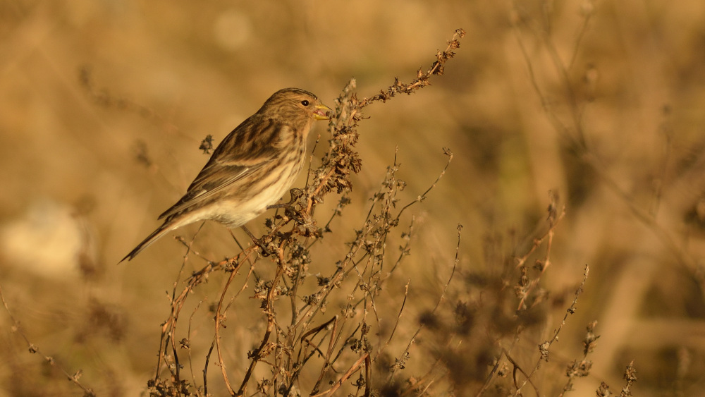 Gedser tor Twite 00001