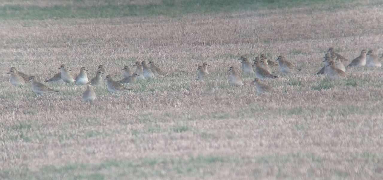 Golden_Plovers_on_the_field.jpeg