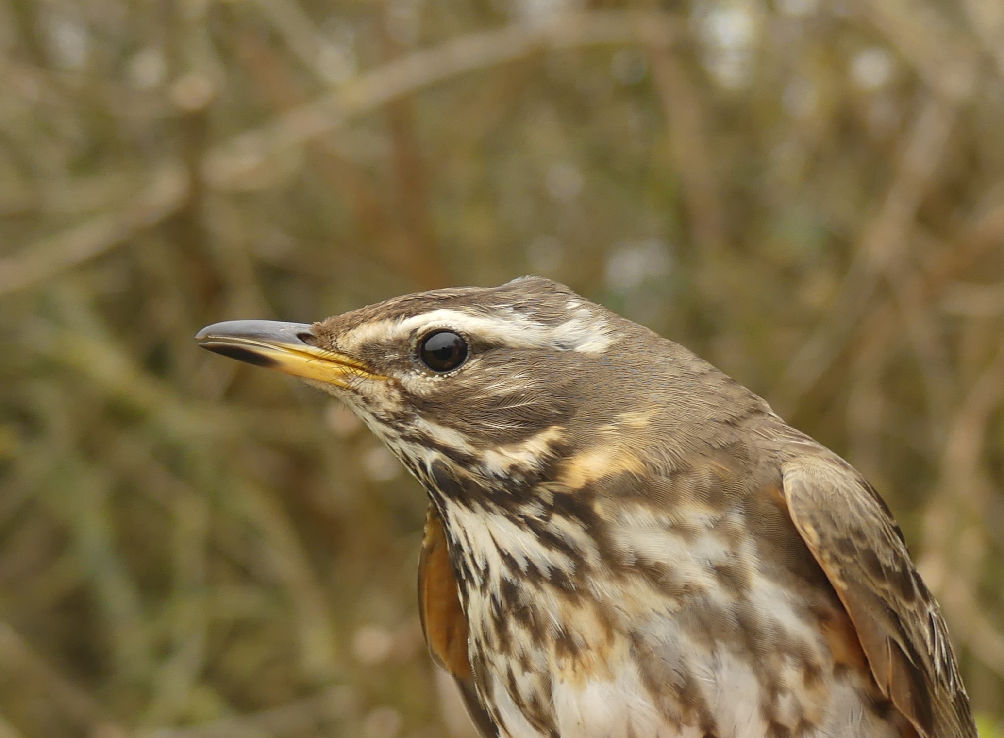 Grive mauvis Gedser 13 04 2026