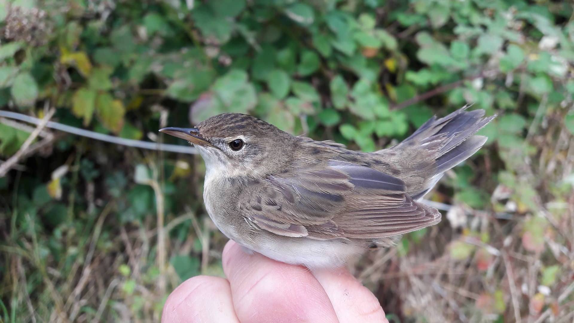 Grizzzi warbler