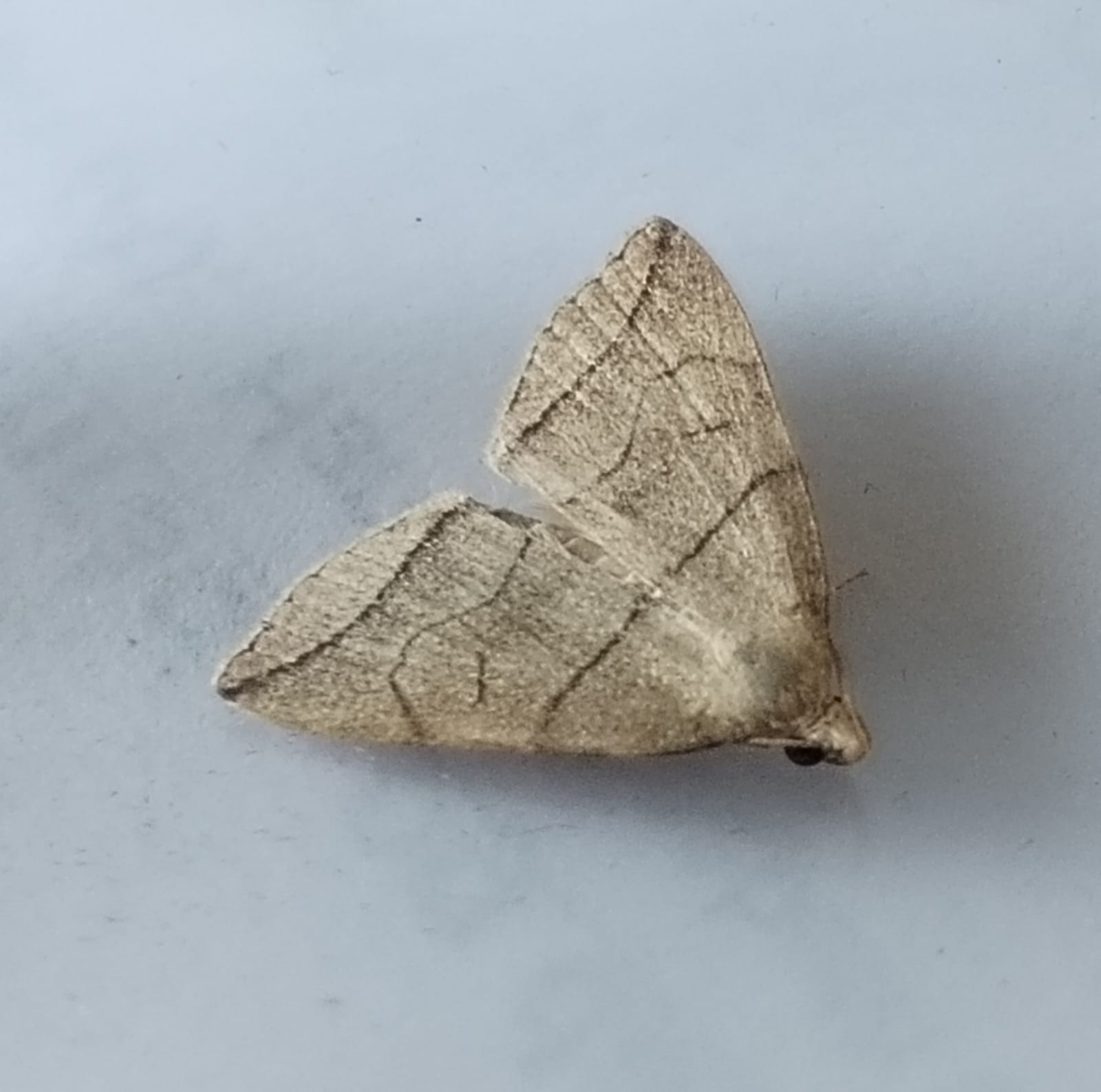 H.grisealis.jpeg