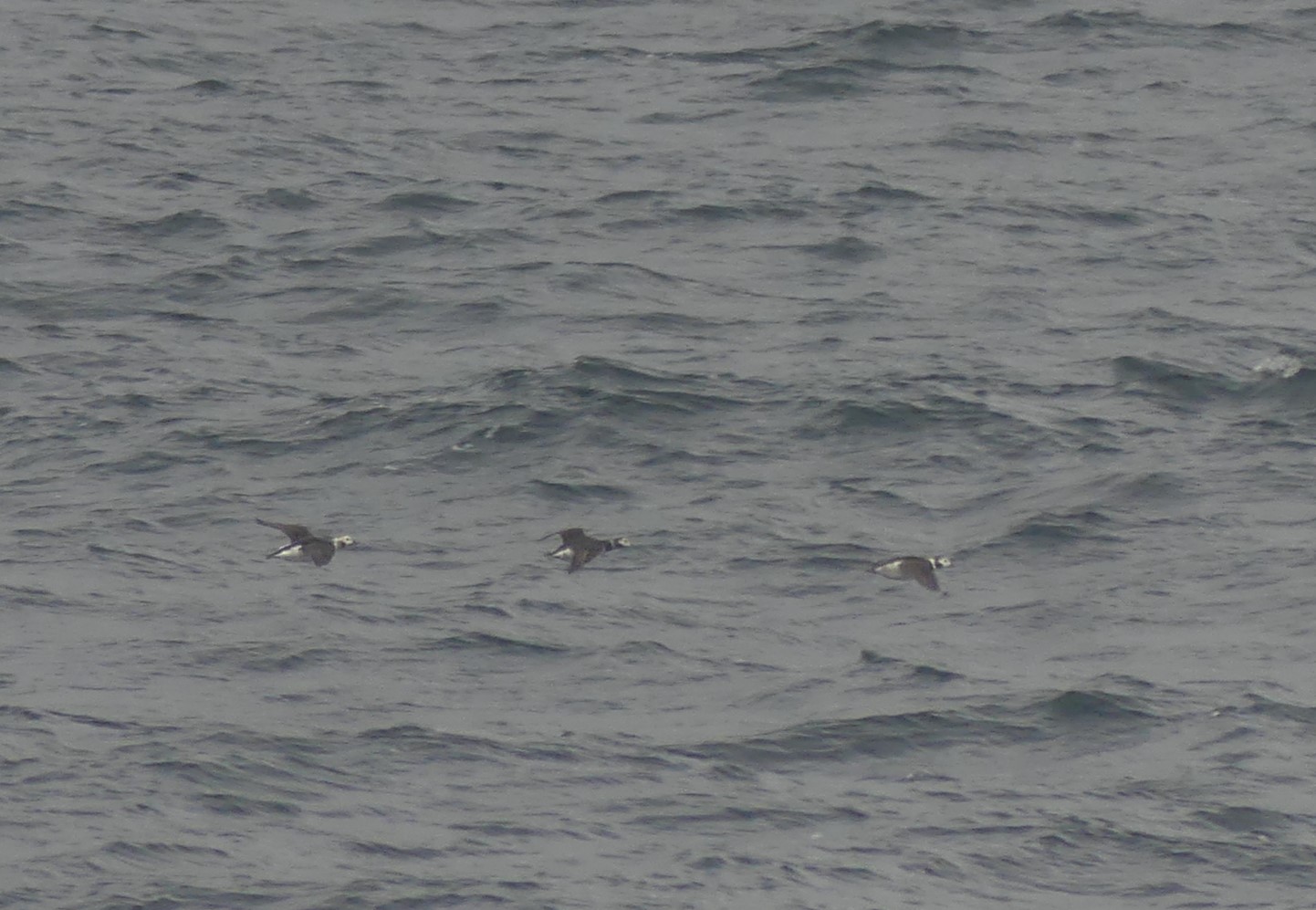 Harelde boréal Hoburgen 04 2024 1