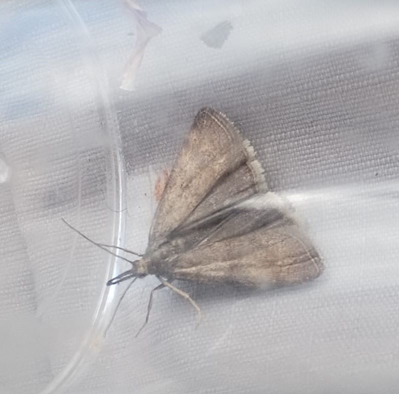 Hypochalicia_ahenella.jpg