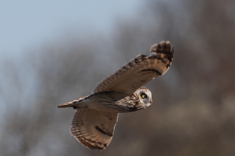 IMG_0503_ShortEaredOwl_FlyBy_Below.JPG