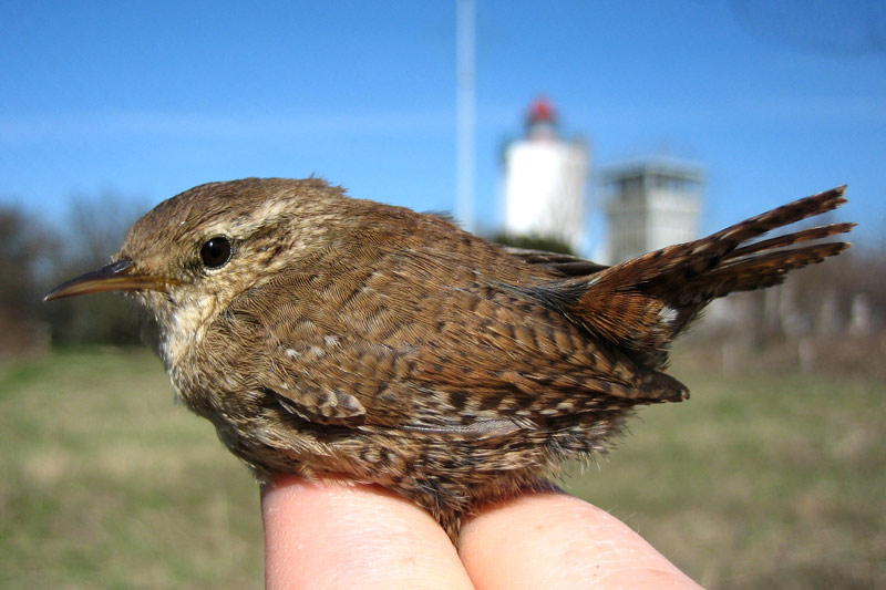 IMG 3216 Wren sideView 2010 April 15