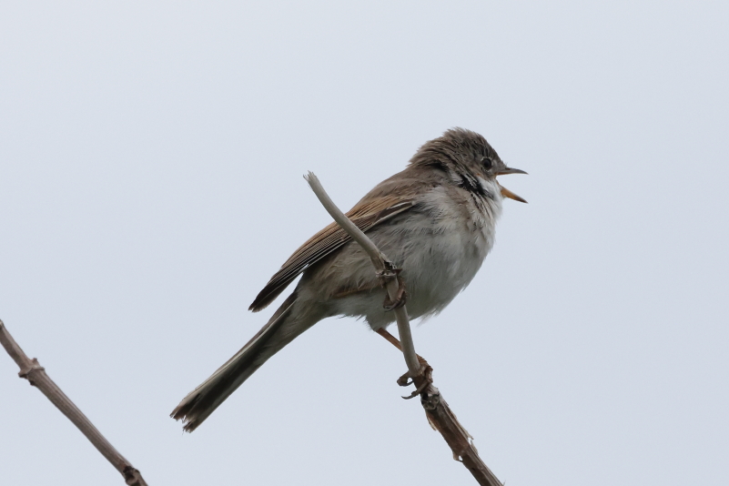 IMG_5541_CommonWhiteThroat_Perched_Sing_SideView.JPG