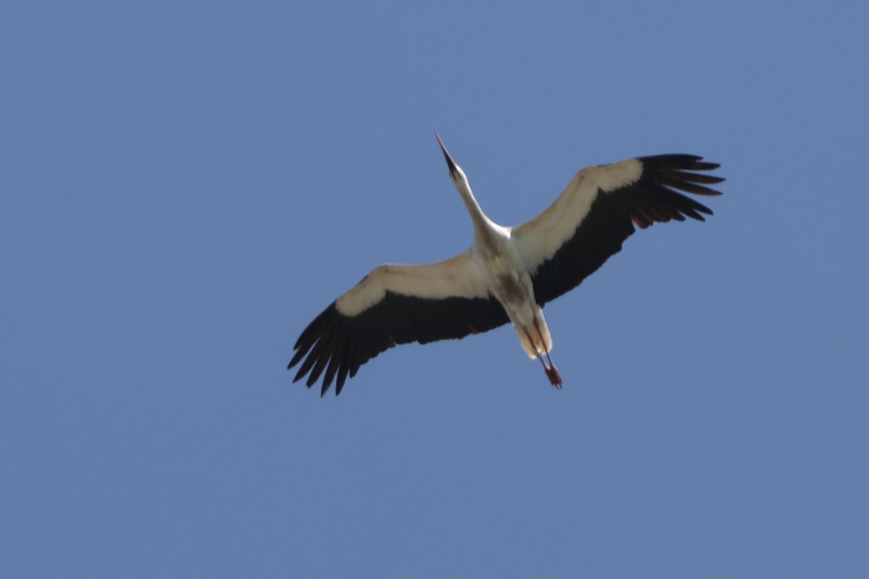 IMG_7570_WhiteStork_Below_Dirty_underparts.JPG